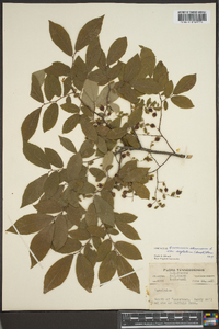 Vaccinium stamineum var. neglectum image