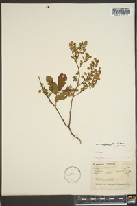 Vaccinium stamineum var. neglectum image