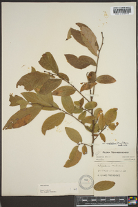 Vaccinium stamineum var. neglectum image