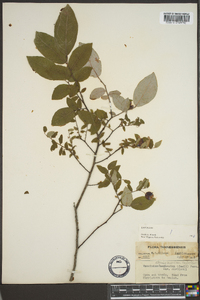Vaccinium stamineum var. neglectum image