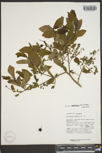 Vaccinium stamineum var. neglectum image