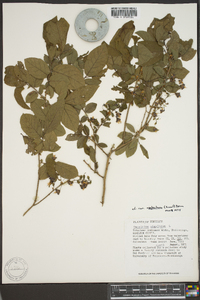 Vaccinium stamineum var. neglectum image