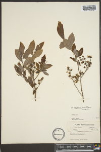 Vaccinium stamineum var. neglectum image