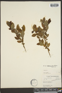 Vaccinium stamineum var. neglectum image