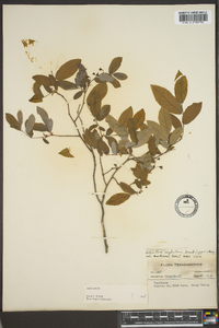 Vaccinium stamineum var. neglectum image