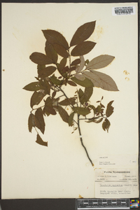 Vaccinium stamineum var. neglectum image