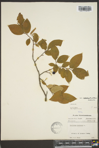 Vaccinium stamineum var. neglectum image