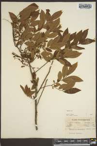 Vaccinium stamineum var. neglectum image