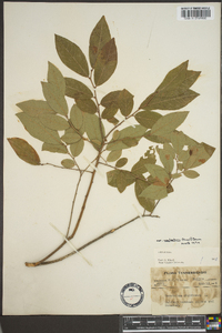 Vaccinium stamineum var. neglectum image