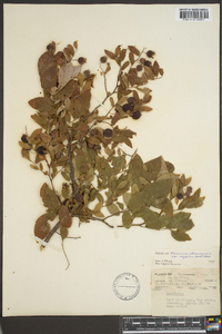 Vaccinium stamineum var. neglectum image