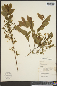 Vaccinium stamineum var. neglectum image