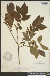 Vaccinium stamineum var. neglectum image