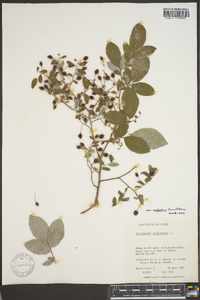 Vaccinium stamineum var. neglectum image