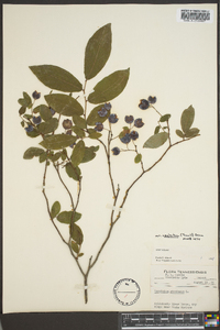 Vaccinium stamineum var. neglectum image