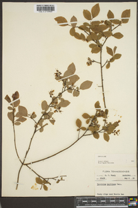 Vaccinium vacillans image