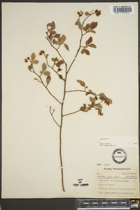 Vaccinium vacillans image