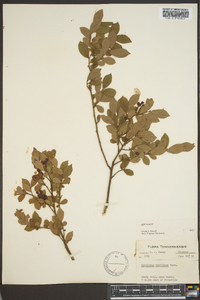 Vaccinium vacillans image