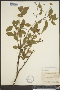 Vaccinium vacillans image