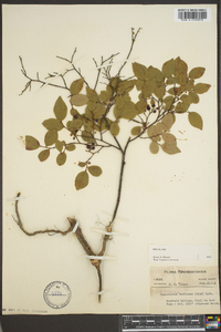 Vaccinium vacillans image