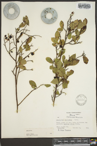 Vaccinium vacillans image