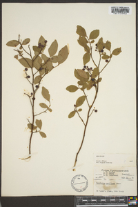 Vaccinium vacillans image