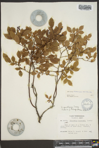 Vaccinium vacillans image