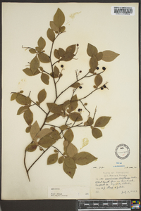 Vaccinium vacillans image