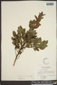 Vaccinium vacillans image