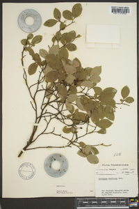 Vaccinium vacillans image