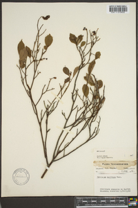 Vaccinium vacillans image