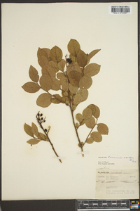 Vaccinium vacillans image