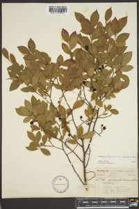 Vaccinium vacillans image