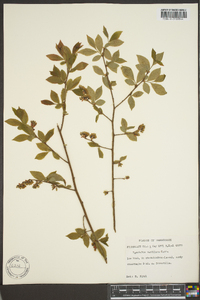 Vaccinium vacillans image