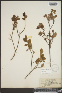 Vaccinium vacillans image