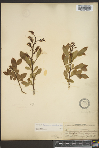 Vaccinium vacillans image