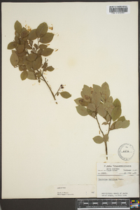 Vaccinium vacillans image