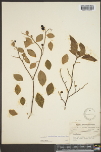 Vaccinium vacillans image