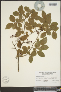 Vaccinium vacillans image