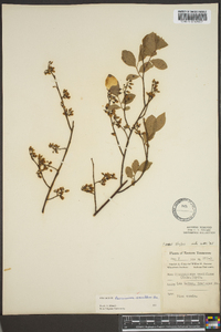 Vaccinium vacillans image