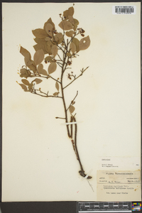 Vaccinium vacillans image