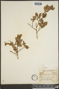 Vaccinium vacillans image