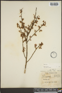 Vaccinium vacillans image