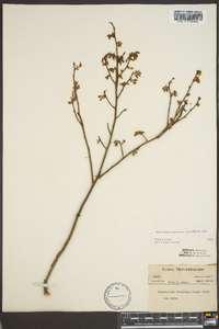 Vaccinium vacillans image