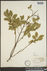 Vaccinium vacillans image