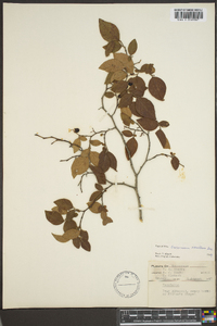 Vaccinium vacillans image