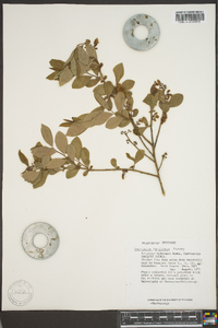 Vaccinium vacillans image