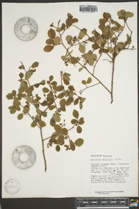 Vaccinium vacillans image