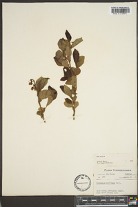 Vaccinium vacillans image