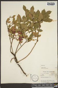 Vaccinium vacillans image