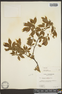 Vaccinium vacillans image